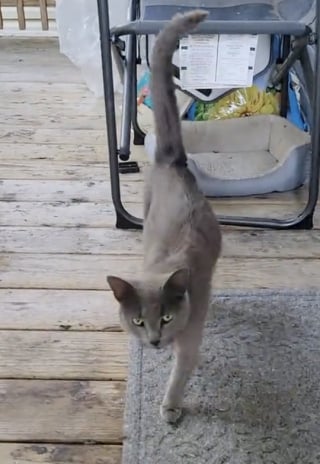 Illustration de l'article : Pour mettre ses nouveau-nés à l’abri de la pluie, une chatte errante les installe sous le porche d’une bienfaitrice en qui elle a toute confiance (vidéo)