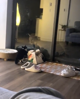 Illustration de l'article : Ce chat domestique joue à travers la vitre avec un puma (vidéo)