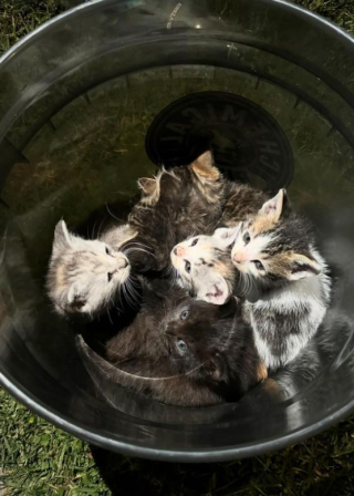 Illustration de l'article :  À l’aide d’indices laissés par 6 chatons abandonnés, des bienfaiteurs parviennent à retracer leur histoire