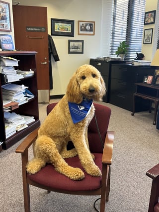 Illustration de l'article : En tant que chien de réconfort, ce gentil Caniche aide à soulager le stress des visiteurs du palais de justice de sa ville (vidéo)