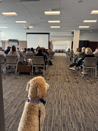 Illustration de l'article : En tant que chien de réconfort, ce gentil Caniche aide à soulager le stress des visiteurs du palais de justice de sa ville (vidéo)