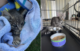 Illustration de l'article : Accueilli par 2 chiens dans une ferme, ce chaton errant obtient la vie heureuse qu'il cherchait (vidéo)