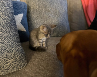 Illustration de l'article : Accueilli par 2 chiens dans une ferme, ce chaton errant obtient la vie heureuse qu'il cherchait (vidéo)