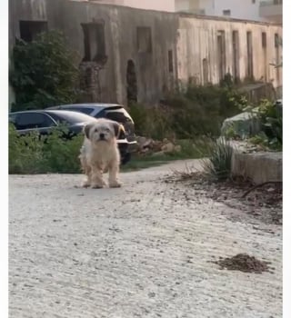 Illustration de l'article : Des associations de protection animale offrent une lueur d'espoir à des chiens traqués dans la rue 