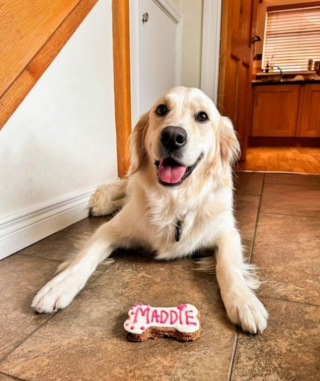 Illustration de l'article : L'arrivée hebdomadaire des éboueurs est un jour de fête pour Maddie la Golden Retriever devenue star sur Instagram (vidéo)