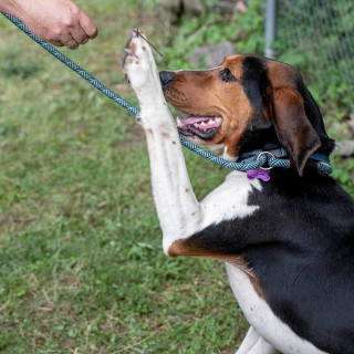 Illustration de l'article : Un chien errant qui ne connaissait rien à la vie de famille conquiert le coeur d'une femme d'affaires déterminée à lui offrir le meilleur