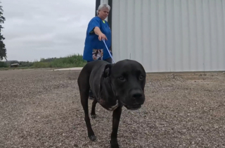 Illustration de l'article : Un chien amputé d'une patte après un accident de la route suscite un élan de solidarité qui lui permet de rentrer auprès des siens