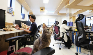 Illustration de l'article : Dans cette entreprise, des chats améliorent l’efficacité de leurs collègues humains grâce à leur présence apaisante (vidéo)