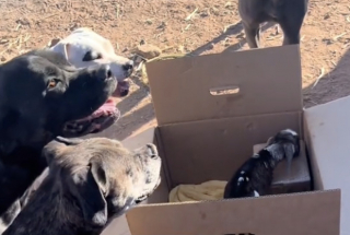 Illustration de l'article : Dès que ses maîtres ont ramené un chevreau orphelin à la maison, cette chienne sourde s’est portée volontaire pour devenir sa nouvelle maman (vidéo)