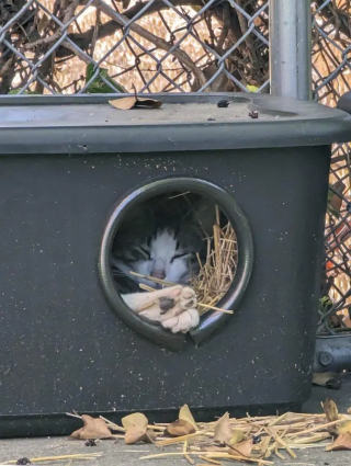 Illustration de l'article : Ces bénévoles construisent des abris pour aider les chats sauvages à affronter les températures glaciales de l'hiver (vidéo)