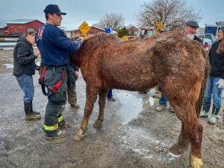 Illustration de l'article : De nombreuses personnes unissent leurs forces pour sauver un cheval piégé dans un trou boueux