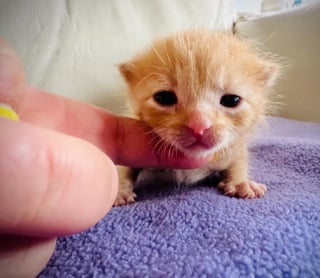 Illustration de l'article : Après le décès de son meilleur ami, une chatte handicapée retrouve la joie de vivre grâce à un chaton sauvé dans la rue