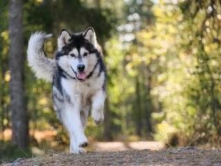 Illustration de l'article : 10 raisons qui expliquent les liens puissants qui vous unissent à votre chien