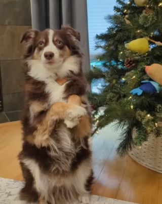 Illustration de l'article : Ce chien est tellement heureux d'accueillir le sapin de Noël qu'il a décidé de participer à sa décoration (vidéo)