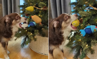 Illustration de l'article : Ce chien est tellement heureux d'accueillir le sapin de Noël qu'il a décidé de participer à sa décoration (vidéo)