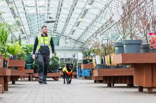 Illustration de l'article : Dans le cadre d'un projet innovant, ce chien renifleur s’entraîne à détecter les maladies des arbres (vidéo)