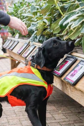 Illustration de l'article : Dans le cadre d'un projet innovant, ce chien renifleur s’entraîne à détecter les maladies des arbres (vidéo)