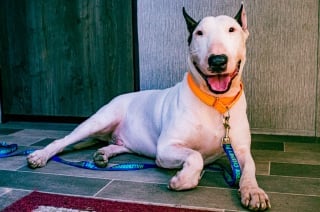 Illustration de l'article : Ce Bull Terrier découvert attaché au bord de la route à l'approche d'un ouragan commence sa nouvelle vie 2 mois après