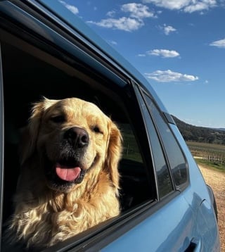 Illustration de l'article : Un Golden Retriever tente de faire croire à sa maîtresse qu’il n’a pas volé son sandwich (vidéo) 