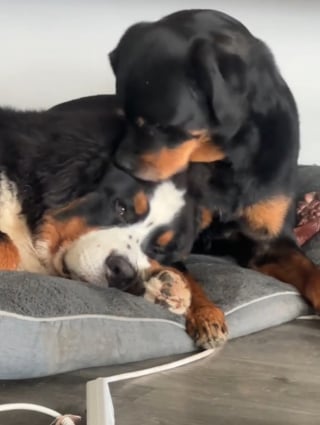 Illustration de l'article : Ce jeune Bouvier Bernois voue une véritable admiration à sa grande soeur Rottweiler malgré la différence d'âge (vidéo)