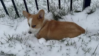 Illustration de l'article : Ce Corgi ne peut contenir son excitation après avoir posé les pattes dans la neige pour la première fois de sa vie (vidéo) 