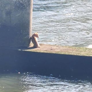 Illustration de l'article : Un pompier vient au secours d’un Chihuahua coincé sur un pont et se rend compte qu’il a affaire à un animal récalcitrant 