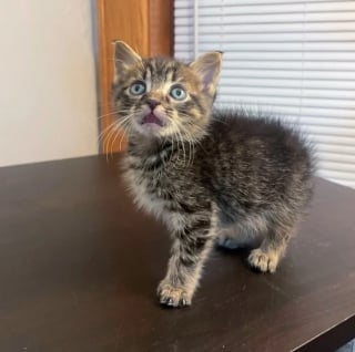 Illustration de l'article : Un chaton blessé à la mâchoire et ayant constamment l'air choqué découvre la sécurité et l'affection auprès d'un duo de bénévoles dévouées