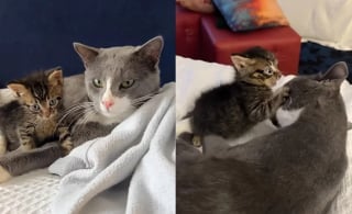 Illustration de l'article : Un chaton blessé à la mâchoire et ayant constamment l'air choqué découvre la sécurité et l'affection auprès d'un duo de bénévoles dévouées