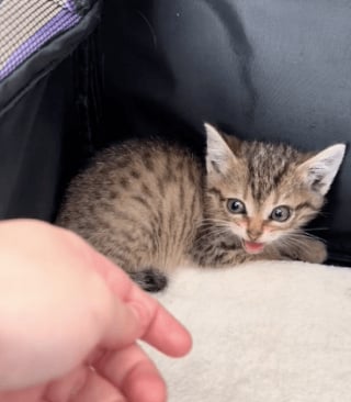 Illustration de l'article : Ce chaton très caractériel feule et crache quand sa bienfaitrice s'approche de lui avant d'utiliser une arme secrète (vidéo)