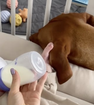 Illustration de l'article : Au contact de son petit frère humain, un Vizsla énergique se métamorphose en une douce boule d’amour (vidéo)