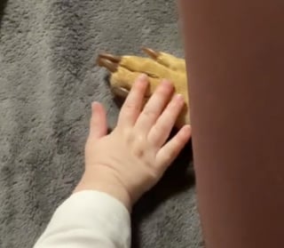 Illustration de l'article : Au contact de son petit frère humain, un Vizsla énergique se métamorphose en une douce boule d’amour (vidéo)