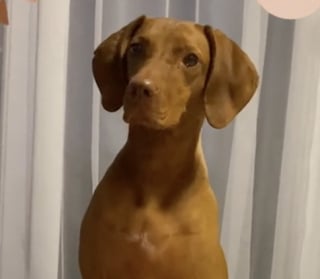 Illustration de l'article : Au contact de son petit frère humain, un Vizsla énergique se métamorphose en une douce boule d’amour (vidéo)