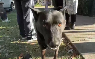 Illustration de l'article : L'acte héroïque d'un homme atteint de brûlures sévères en sauvant son chien de leur maison en flammes