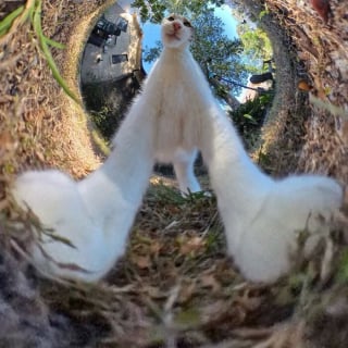 Illustration de l'article : 15 photos de chats qui n’ont pas hésité à se faire tirer le portrait à 360°