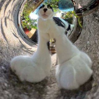 Illustration de l'article : 15 photos de chats qui n’ont pas hésité à se faire tirer le portrait à 360°