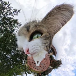 Illustration de l'article : 15 photos de chats qui n’ont pas hésité à se faire tirer le portrait à 360°