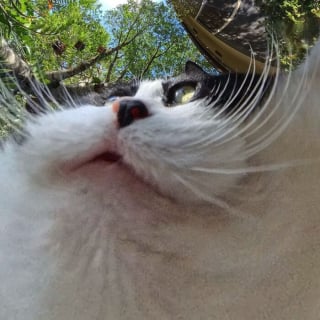 Illustration de l'article : 15 photos de chats qui n’ont pas hésité à se faire tirer le portrait à 360°