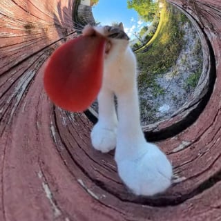 Illustration de l'article : 15 photos de chats qui n’ont pas hésité à se faire tirer le portrait à 360°