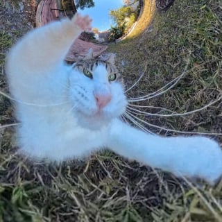 Illustration de l'article : 15 photos de chats qui n’ont pas hésité à se faire tirer le portrait à 360°