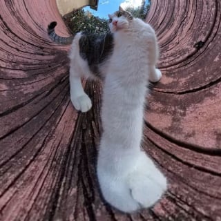 Illustration de l'article : 15 photos de chats qui n’ont pas hésité à se faire tirer le portrait à 360°