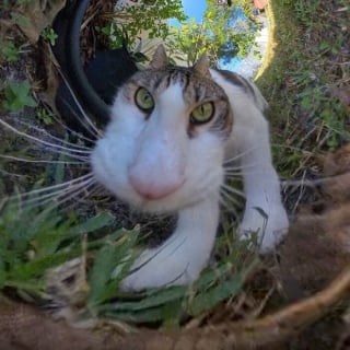 Illustration de l'article : 15 photos de chats qui n’ont pas hésité à se faire tirer le portrait à 360°