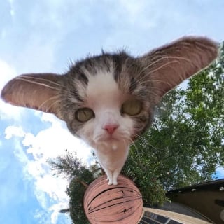 Illustration de l'article : 15 photos de chats qui n’ont pas hésité à se faire tirer le portrait à 360°