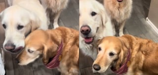 Illustration de l'article : Une Golden Retriever traumatisée par toute une vie passée dans une usine à chiots retrouve le sourire auprès de ses 7 nouveaux amis (vidéo)