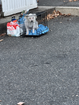 Illustration de l'article : Un chien abandonné dans une cage avec tous ses accessoires en tremble encore mais est désormais entre de bonnes mains