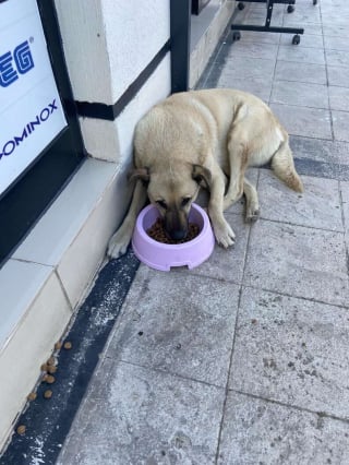 Illustration de l'article : Nourri depuis 4 ans par le même homme, ce chien errant bouleverse son bienfaiteur en lui apportant un cadeau (vidéo)