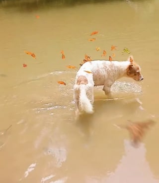 Illustration de l'article : Un chien en randonnée se fait des amis ailés inattendus qui le laissent perplexe (vidéo)