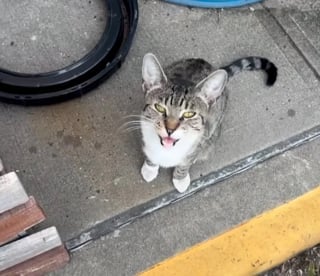 Illustration de l'article : En s’installant devant une caserne de pompiers, un chat errant réussit rapidement à se faire comprendre et obtient l’attention dont il a besoin