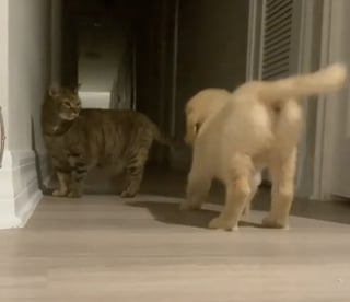 Illustration de l'article : Les images attendrissantes montrant un chiot Golden Retriever qui tente de jouer avec son frère chat de 15 ans (vidéo)