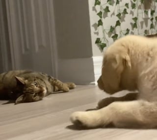 Illustration de l'article : Les images attendrissantes montrant un chiot Golden Retriever qui tente de jouer avec son frère chat de 15 ans (vidéo)