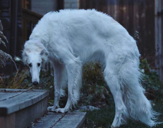 Illustration de l'article : 16 chiens probablement originaires d’une autre planète